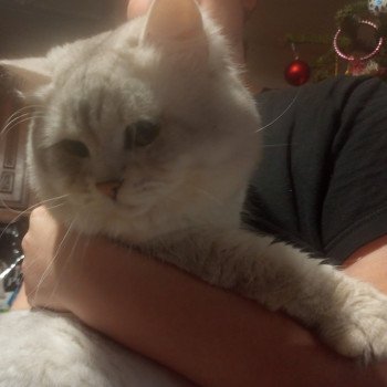 chat Highland Straight roxy Cat So British