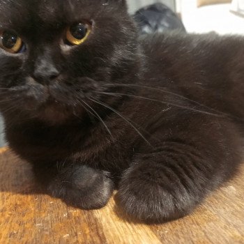 chat Scottish Straight raven Cat So British