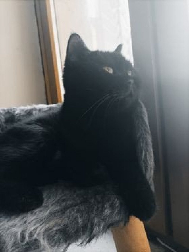 raven Femelle Scottish Straight