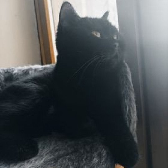 raven Femelle Scottish Straight