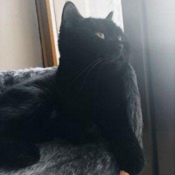 raven Femelle Scottish Straight