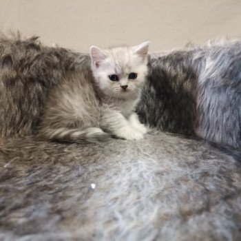 chaton Scottish Straight black silver tabby Tammie Cat So British