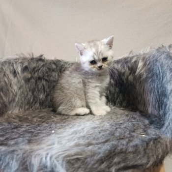 chaton Scottish Straight black silver tabby thor Cat So British chaton Scottish Straight black silver tabby thor Cat So British