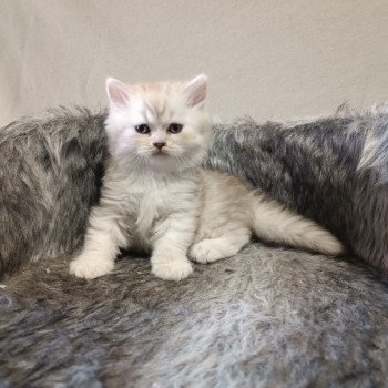 chaton Scottish Straight chocolate silver tabby Tiny Cat So British chaton Scottish Straight chocolate silver tabby Tiny Cat So British