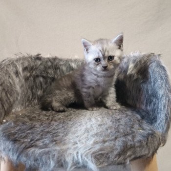chaton Scottish Straight black silver tabby Tom Cat So British chaton Scottish Straight black silver tabby Tom Cat So British